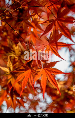 Orange de couleur vive et feuilles rouges d'érable japonais au printemps, ressemble à la couleur de l'automne, mais ces feuilles d'un rouge sombre à approfondir pour l'été première Banque D'Images