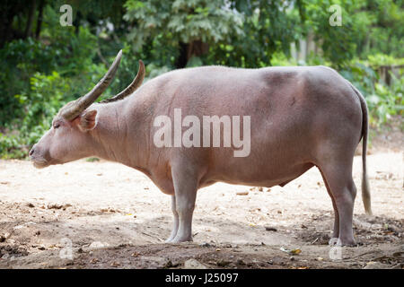 Albino Thaï (Thaïlande buffalo buffalo Rose) Banque D'Images