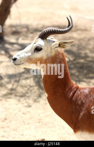 La gazelle dama (nanger dama), al Areen Wildlife Park, Royaume de Bahreïn Banque D'Images