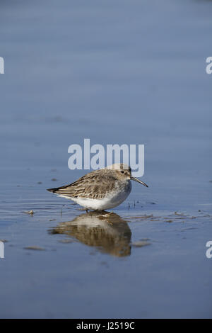 Le bécasseau variable Calidris alpina, plumage d'hiver, Banque D'Images