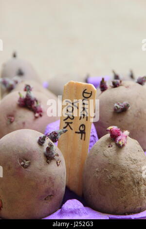 Premier début 'Red Duke of York' chitting pommes de terre de semence dans une boîte d'oeufs recyclé afin d'encourager une forte avant de les planter en germes dans le jardin potager Banque D'Images