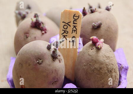 Premier début 'Red Duke of York' chitting pommes de terre de semence dans une boîte d'oeufs recyclé afin d'encourager une forte avant de les planter en germes dans le jardin potager Banque D'Images