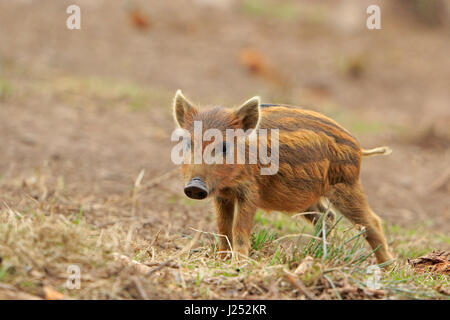 Petit porcelet de sangliers dans la forêt de Dean Banque D'Images