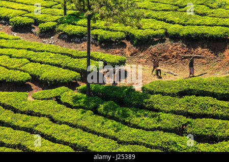 Les travailleurs sur les plantations de thé, Munnar, l'état du Kerala, Inde du Sud, le 26 mars 2017. Banque D'Images