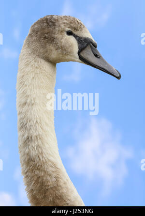 Long cou d'un cygne muet blanc Cygnet (Cygnus olor) contre le ciel bleu. Banque D'Images