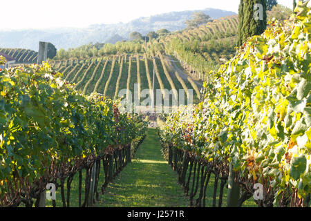 Une grande étendue de vignes sous le soleil de fin d'après-midi. Banque D'Images