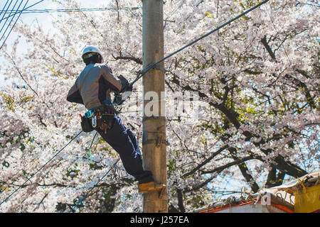 Un travailleur que la réparation des câbles électriques à un Hanami festival à fleur de cerisier du Japon, l'arrière-plan Banque D'Images