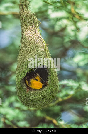 Oiseau mâle Baya Weaver Ploceus philippinus), (bâtiment, nid de Keoladeo Ghana pendule, National Park, Bharatpur, Rajasthan, Inde Banque D'Images