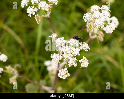 Une mouche noire reposant sur certains cow parsley en macro printemps close up avec tous les détails et les ailes Banque D'Images