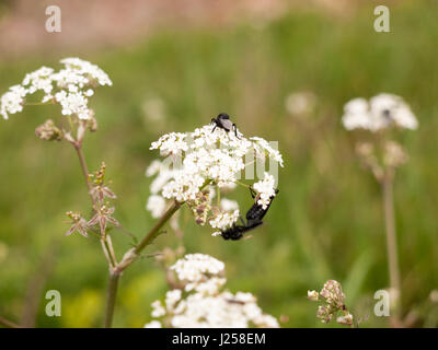 Un tas de mouches noires reposant sur certains cow parsley en macro printemps close up avec tous les détails et les ailes Banque D'Images