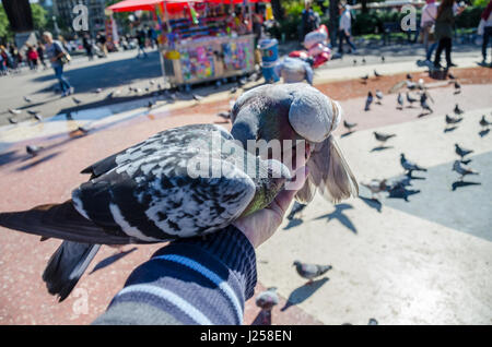 L'alimentation des pigeons l'alimentation des oiseaux de la main sur la Plaça de Catalunya, dans le centre de Barcelone. Banque D'Images