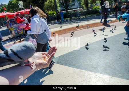 L'alimentation des pigeons l'alimentation des oiseaux de la main sur la Plaça de Catalunya, dans le centre de Barcelone. Banque D'Images