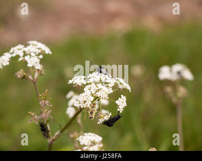 Un tas de mouches noires trois reposant sur certains cow parsley en macro printemps close up avec tous les détails et les ailes Banque D'Images