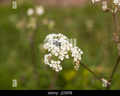 Une mouche noire reposant sur certains cow parsley en macro printemps close up avec tous ses détails et ailes vue supérieure Banque D'Images