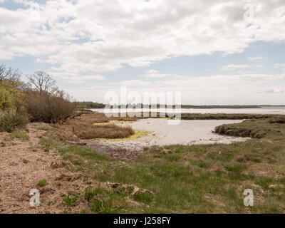 Photo de paysage de bord de mer où les oiseaux se nichent avec bassins de boue et de pierres et de la mousse Banque D'Images