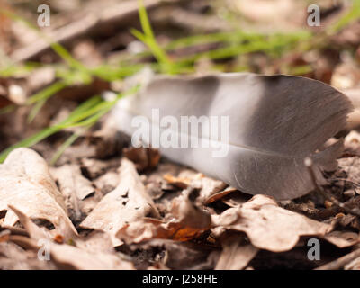 Un proche d'une pie plume sur le sol avec des feuilles mortes et des détails et blur Banque D'Images