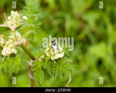 Un jour extrêmement nettes et coup d'un grand et détaillé reposant sur des mouches noires et de manger certains cow parsley au printemps Banque D'Images