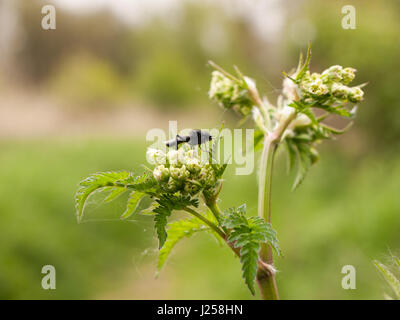 Un jour extrêmement nettes et coup d'un grand et détaillé reposant sur des mouches noires et de manger certains cow parsley au printemps vu de côté Banque D'Images