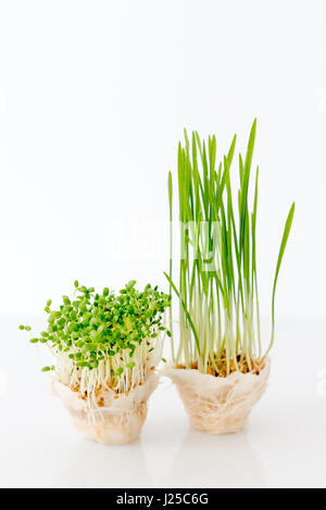 Microgreens croissant sur fond blanc. Concept de saine alimentation frais jardin produisent des aliments biologiques comme un symbole de la santé. Banque D'Images