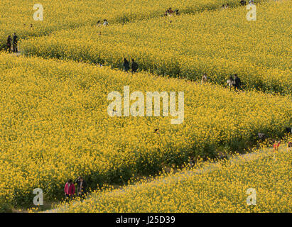 Les gens à travers un champ de canola en Gongshang University, Chine Banque D'Images