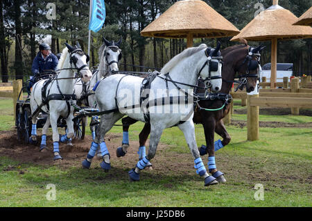 Transport international des concours de conduite, Horst, Limbourg Pays-Bas Banque D'Images