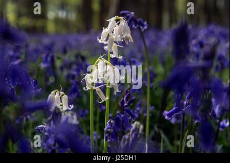 Jacinthes bleu et blanc en bois Micheldever dans le Hampshire, comme l'explosion de météorologie arctique qui a apporté de la neige du nord de l'Écosse continue à se déplacer vers le sud. Banque D'Images