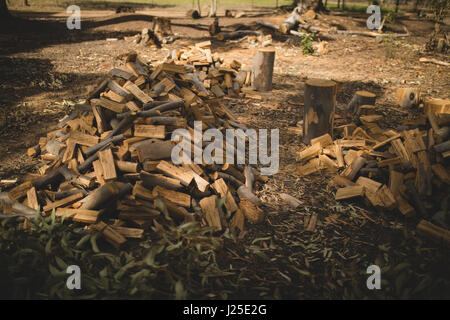 Pile de grumes de bois dans la forêt Banque D'Images