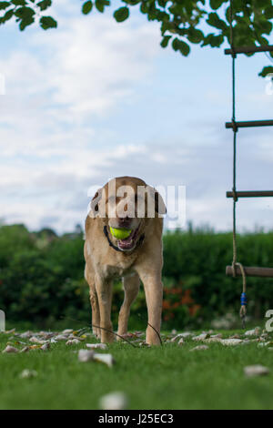 Blonde mâle Labrador jouant dans le jardin avec sa langue dehors Banque D'Images