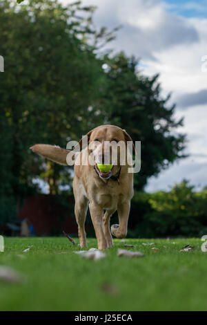 Blonde mâle Labrador jouant dans le jardin avec sa langue dehors Banque D'Images