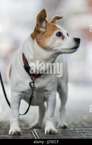 Jack Russell Terrier Banque D'Images