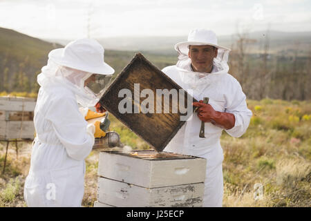 Portrait d'homme apiculteur avec collègue travaillant sur beehive au rucher Banque D'Images