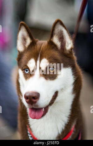 Un beau chien husky avec deux yeux de couleurs différentes Banque D'Images