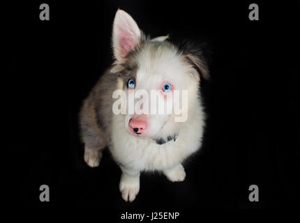 Un beau chien bleu merle ayant son photoshoot en studio Banque D'Images