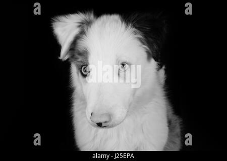 Un beau chien bleu merle ayant son photoshoot en studio Banque D'Images