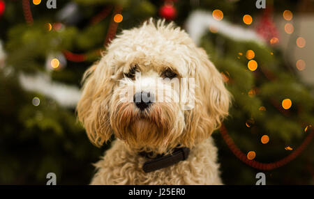 Un mignon cockapoo assis dans de sur un arbre de Noël Banque D'Images