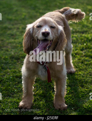 Une belle Springer Spaniel jouant dans Le Soleil Banque D'Images