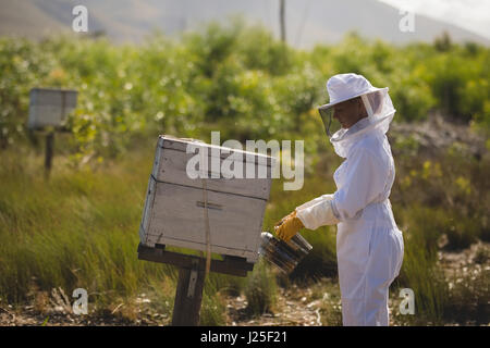 Vue latérale du tabagisme féminin dans les abeilles de l'apiculteur miel sur terrain Banque D'Images