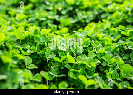 Fond vert avec trois feuilles de trèfles. Banque D'Images