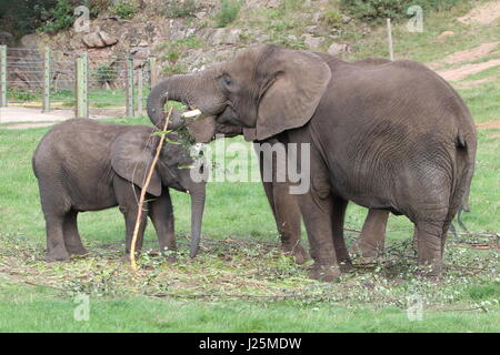 Famille d'éléphants à West Midlands Safari park, Royaume-Uni Banque D'Images