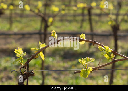 Les feuilles des arbres courbés en direction de campagne,. La vigne au printemps. La méthode de formation de vigne Guyot Banque D'Images