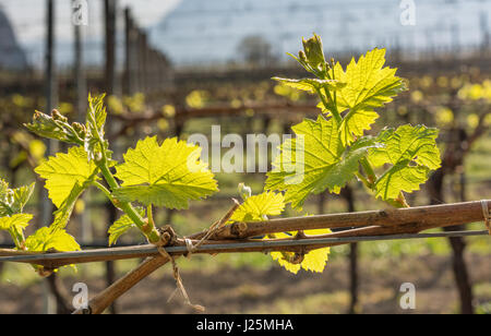 Les feuilles des arbres courbés en direction de campagne,. La vigne au printemps. La méthode de formation de vigne Guyot Banque D'Images