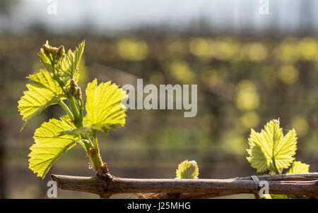 Les feuilles des arbres courbés en direction de campagne,. La vigne au printemps. La méthode de formation de vigne Guyot Banque D'Images