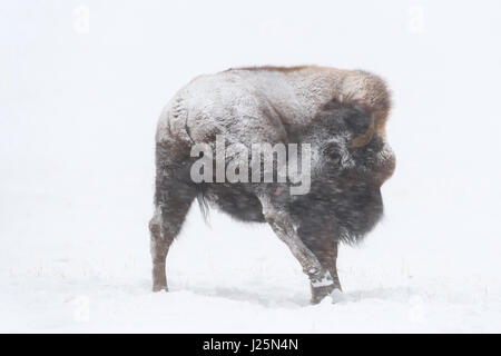 Bison d'Amérique / Amerikanischer ( Bison bison bison ) en hiver, pendant un blizzard, la poudrerie, lécher sa patte arrière, NP Yellowstone, Wyoming, USA. Banque D'Images