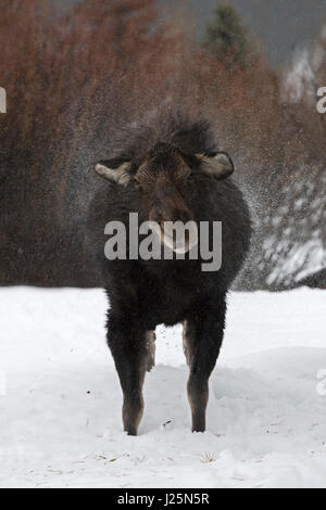 Elch / Orignal ( Alces alces ), les femmes adultes en hiver, secouer l'eau hors de sa fourrure, semble assez drôle, le Grand Teton NP, USA. Banque D'Images