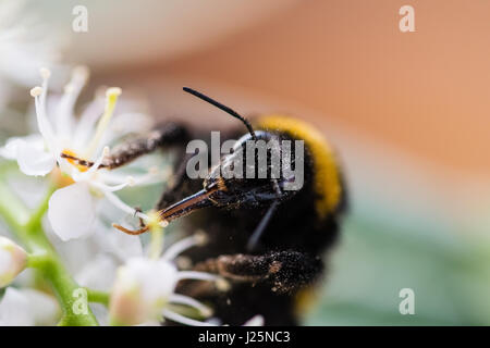 Close up de bumblebee en tenant un nectar de fleur blanche Banque D'Images