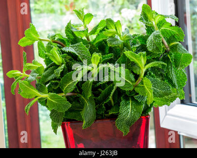 Complète frais bouquet de feuilles de menthe fraîches aromatiques à proximité d'une fenêtre de cuisine Mentha est une espèce de plantes de la famille des Lamiacea Banque D'Images
