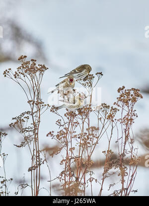 Carduelis flammea oiseau sur l'herbe sèche en hiver Banque D'Images