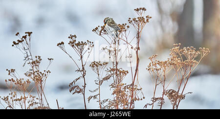 Carduelis flammea oiseau sur l'herbe sèche en hiver Banque D'Images