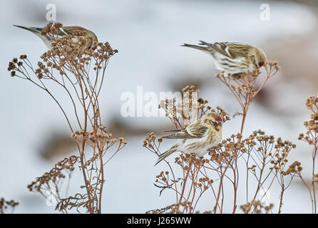 Carduelis flammea oiseau sur l'herbe sèche en hiver Banque D'Images