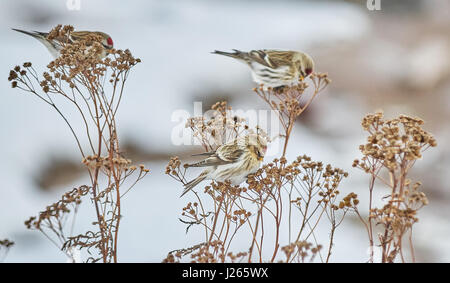 Carduelis flammea oiseau sur l'herbe sèche en hiver Banque D'Images